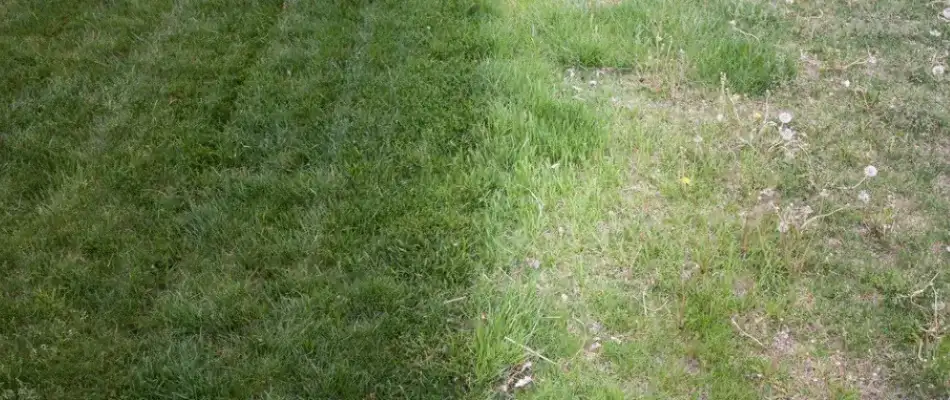 Pre-emergent herbicide application on lawn