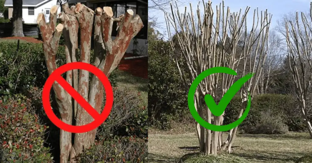Right vs Wrong way to prune a Crepe Myrtle