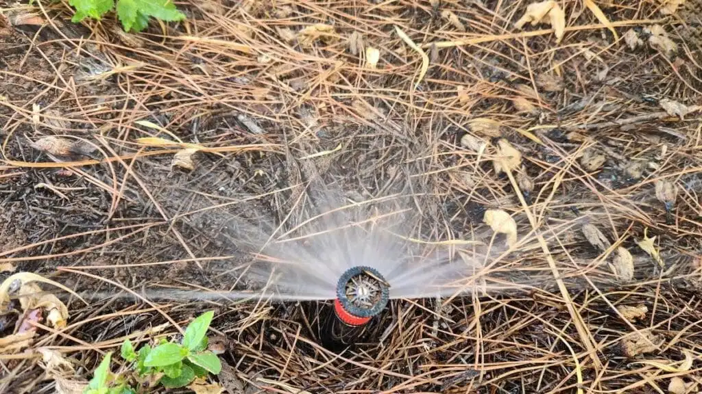 A fixed-spray head in a landscape bed delivering a 180-degree fan pattern across a mulched area, showing the red collar arc designation