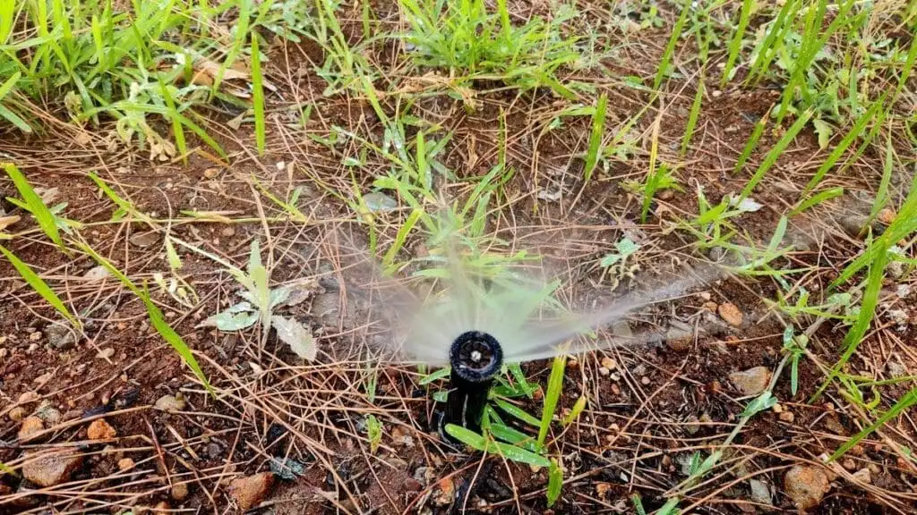 A fixed-spray head in a sparse turf area delivering a 180-degree pattern at low rise in a newly established lawn zone