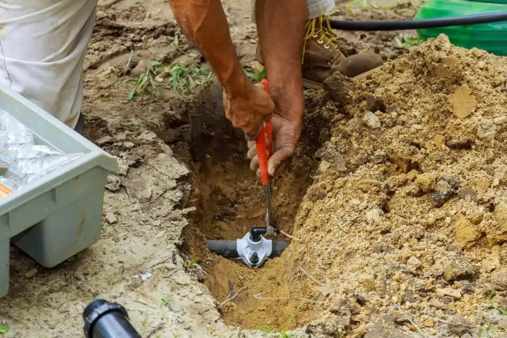 Tall Fescue: Different Timing Rules