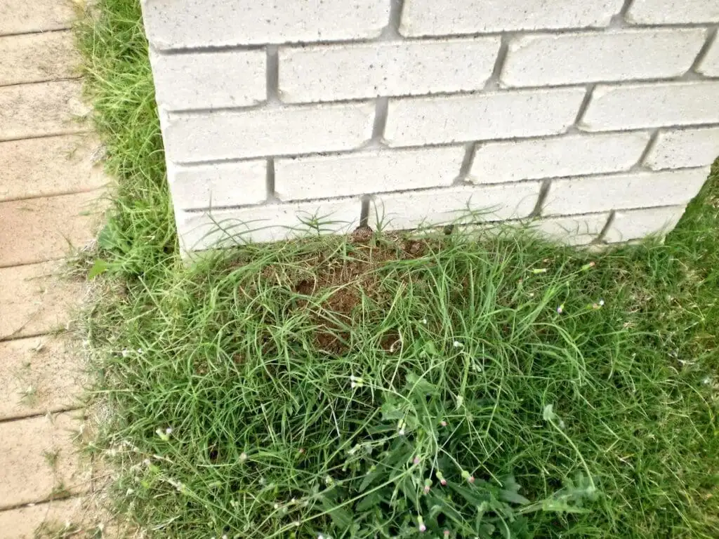 Where Fire Ants Build Mounds on Oklahoma Properties