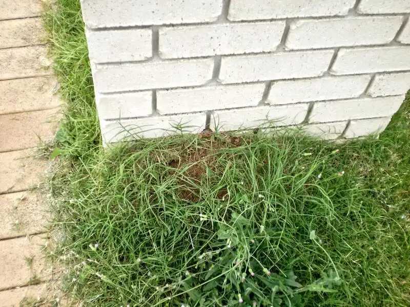 A fire ant mound forming next to a home's foundation. Fire ants are drawn to the warmth and moisture near building edges.