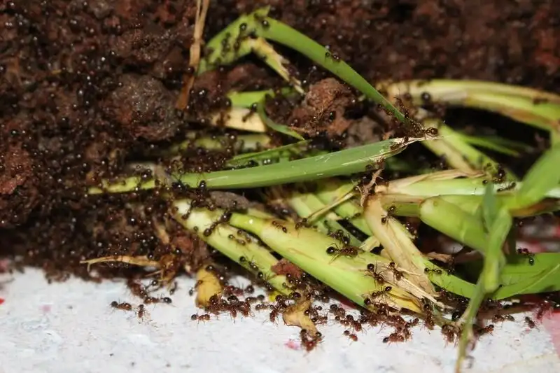 A close-up of fire ants swarming around grass and soil. The visible mound is only a fraction of the colony living underground.