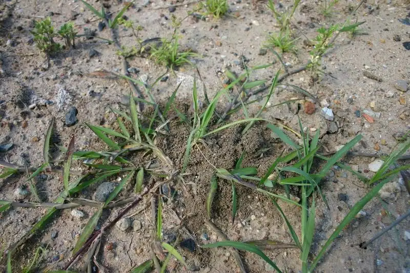 A fire ant mound forming in sandy soil among sparse grass. These mounds often appear in thin or bare areas of the lawn.