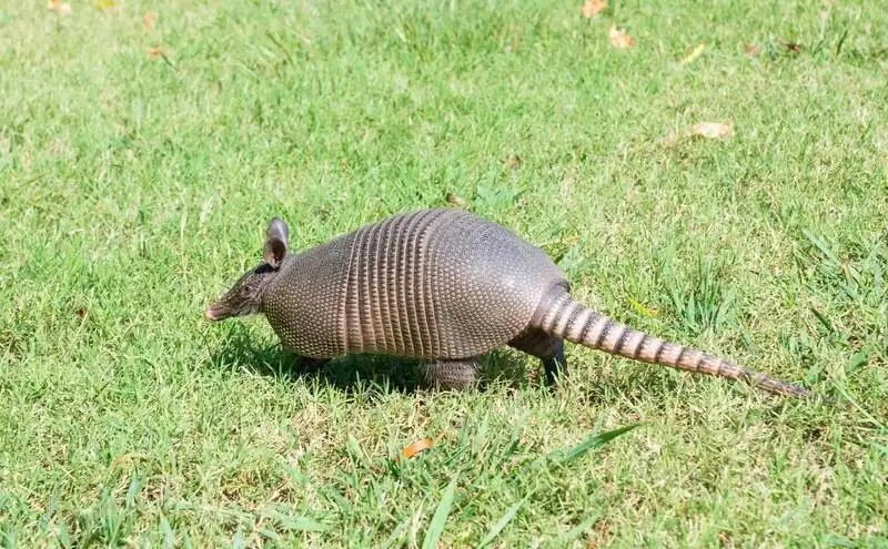 A nine-banded armadillo crossing a green lawn