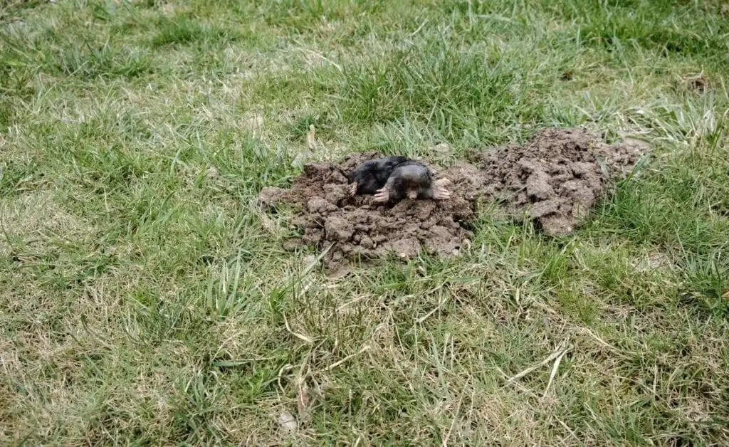 Eastern mole emerging from a fresh soil mound in a Tulsa-area lawn
