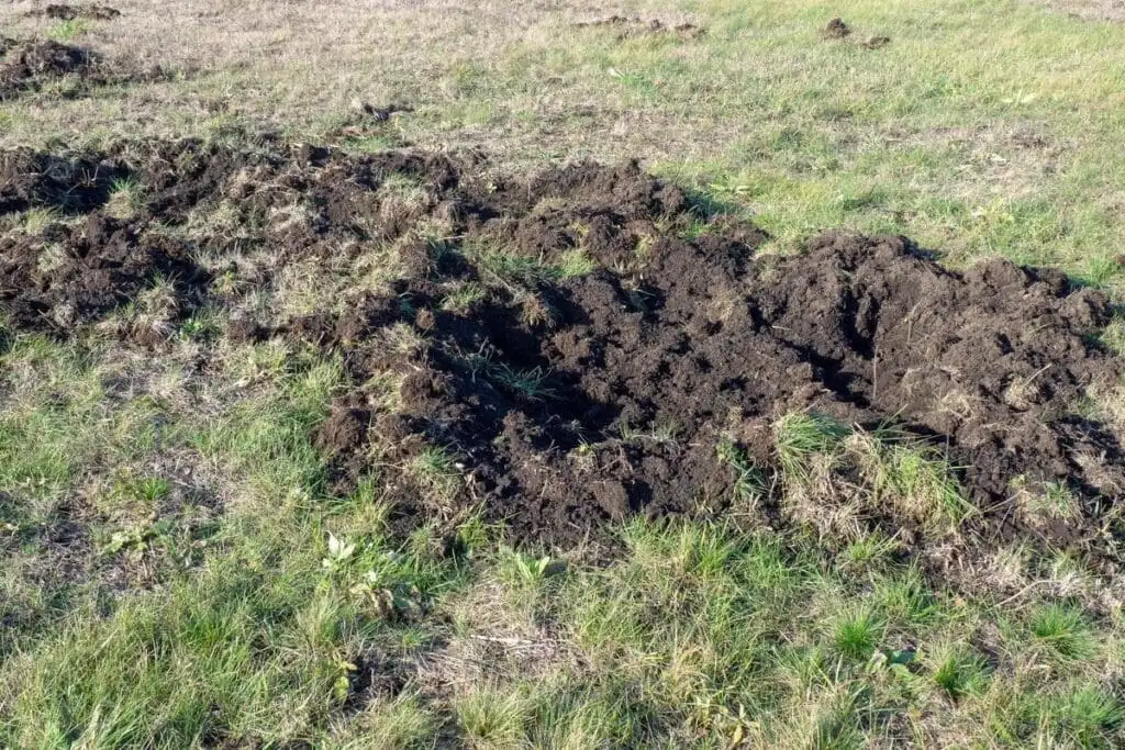 Lawn damage from grub activity and wildlife foraging in Tulsa area
