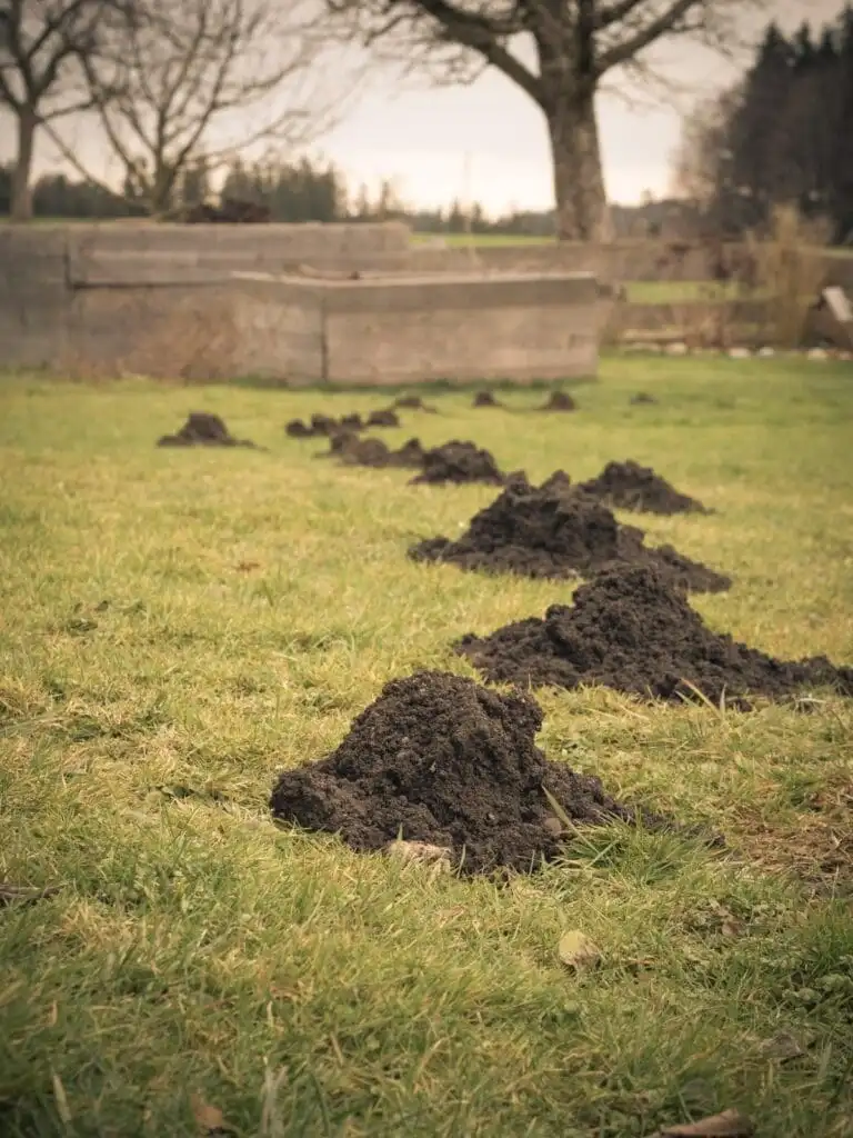 Series of fresh gopher mounds across a residential lawn showing path of primary lateral tunnel