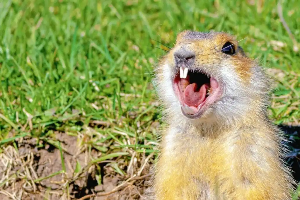 Plains pocket gopher showing large incisors and fur-lined cheek pouches