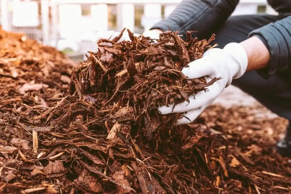 Quality shredded hardwood mulch showing texture and moisture content