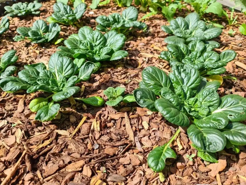 Shredded bark mulch applied around emerging perennials at proper depth