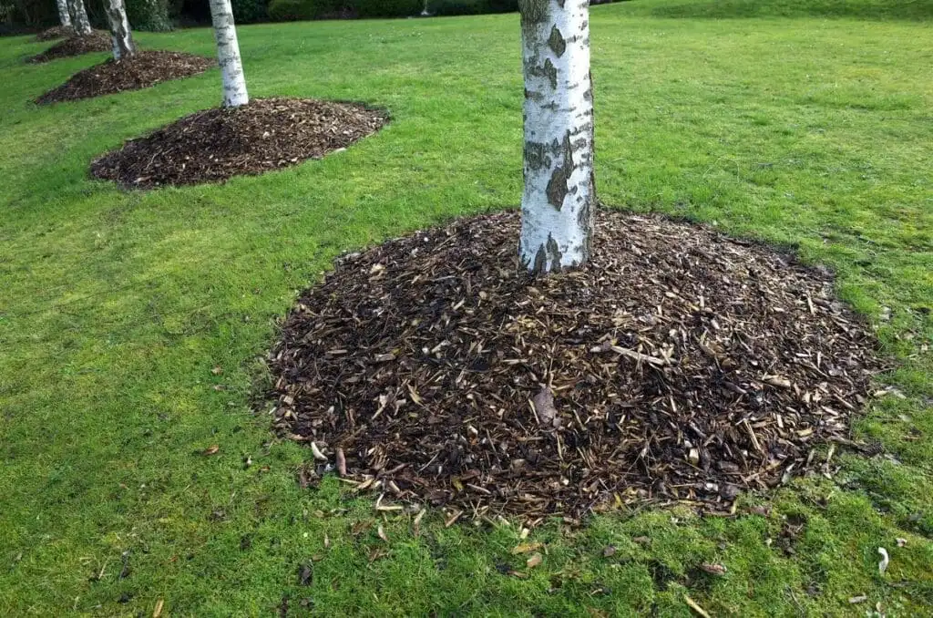 Correct mulch ring applied in a flat, even ring with a clear gap around the tree trunk