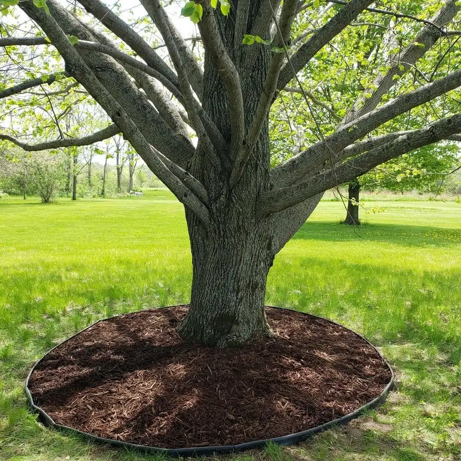 Mulch piled directly against tree trunks — a classic example of volcano mulching