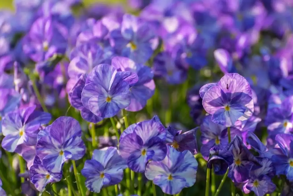 Best Annuals for the Tulsa, Oklahoma Area