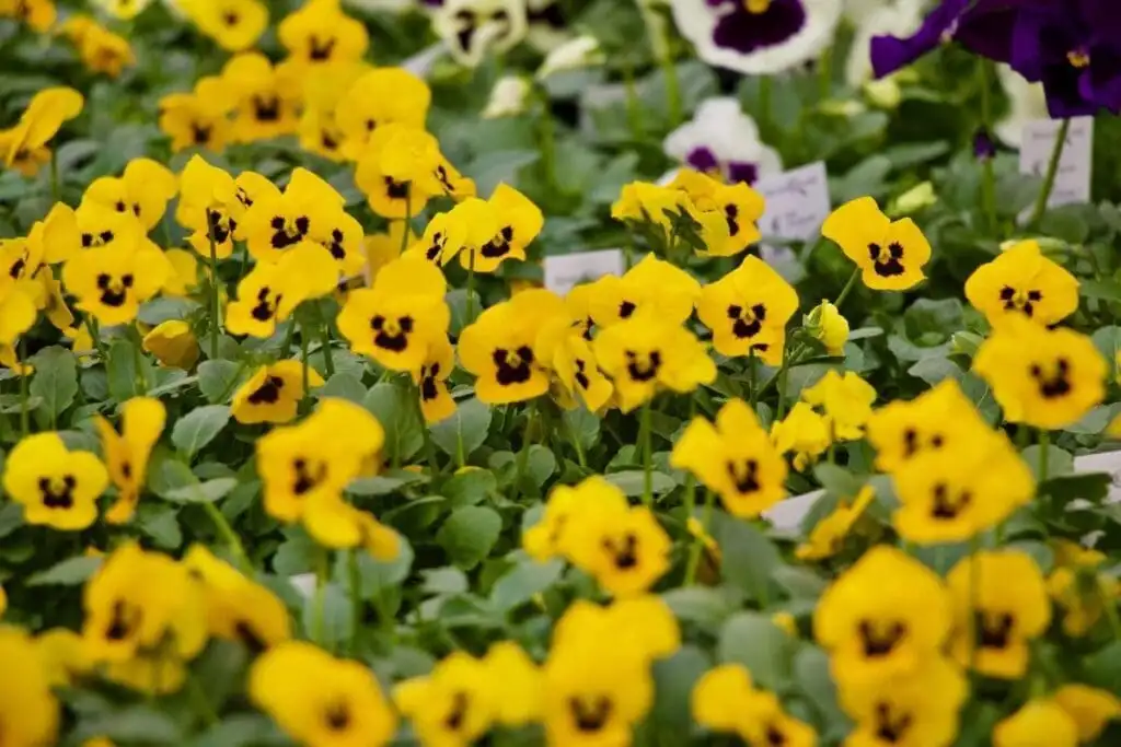 What Is the Difference Between Annuals and Perennials for Oklahoma?