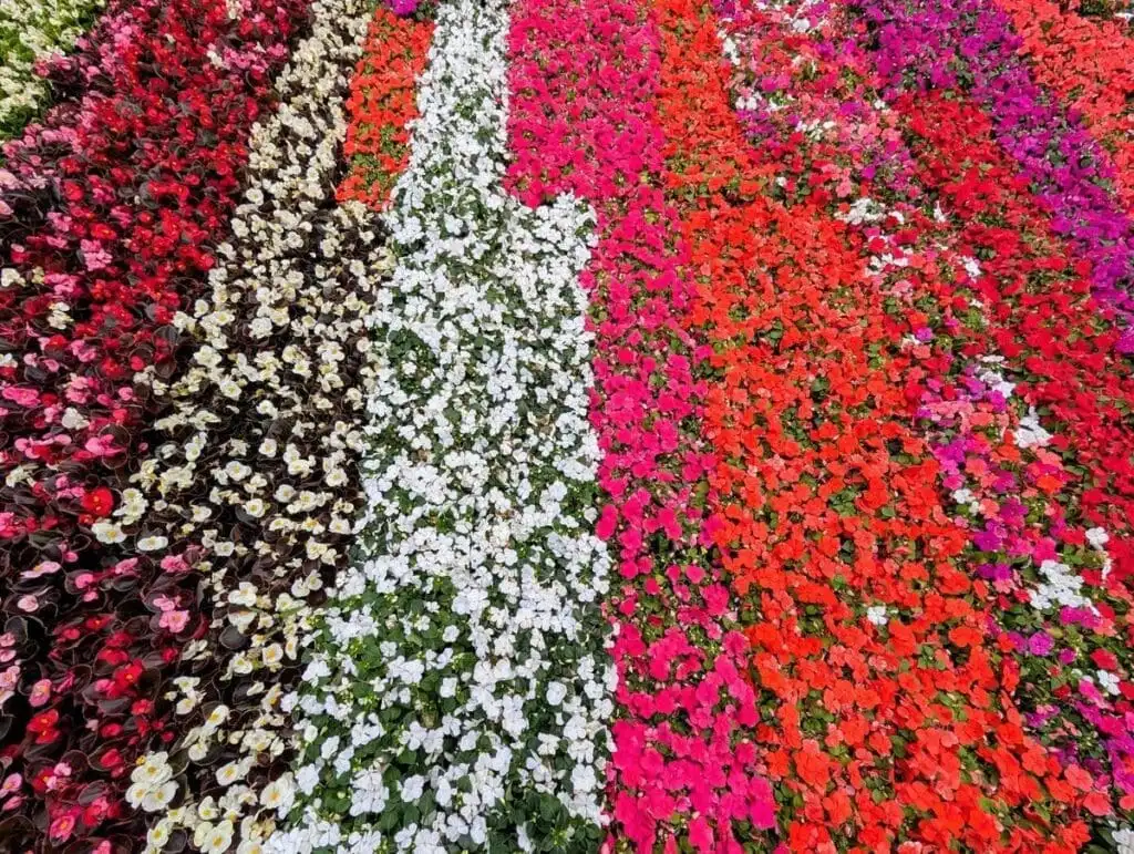 Perennials: What They Are and Why They Matter in Oklahoma