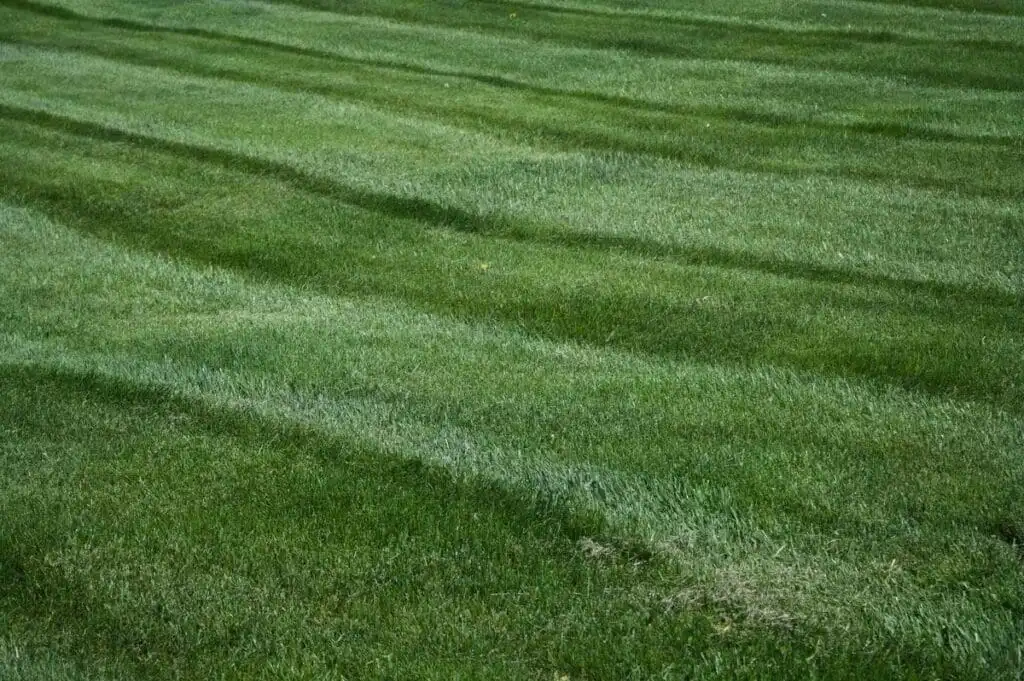 How Do Lawn Companies Create Stripe Patterns in Grass?
