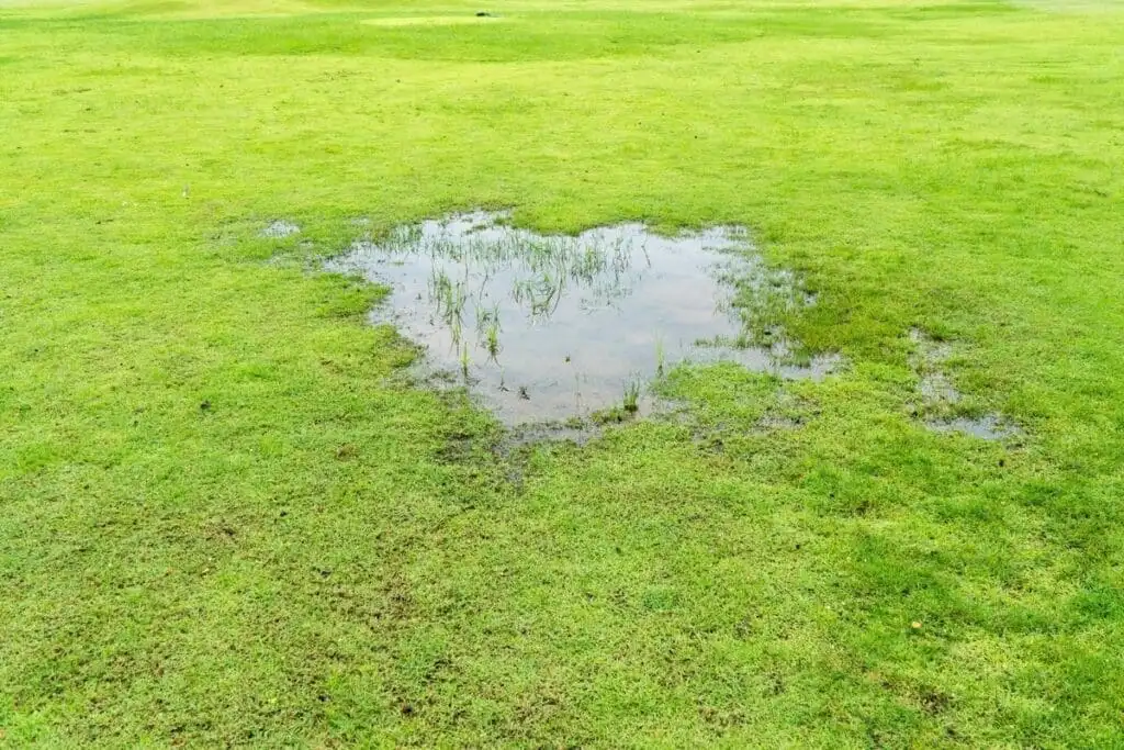 Severe pooling in a lawn — when standing water persists for more than 24 to 48 hours after rain, it signals a drainage problem that needs to be addressed