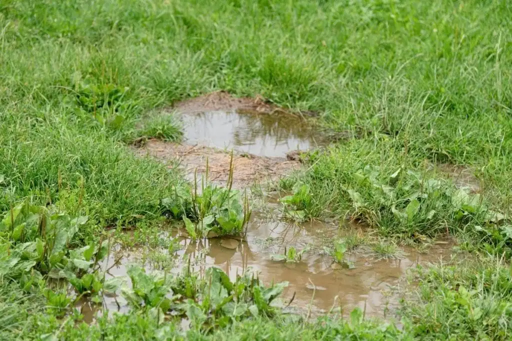Chronic pooling and wet spots in a lawn often attract weeds and create conditions for turf disease