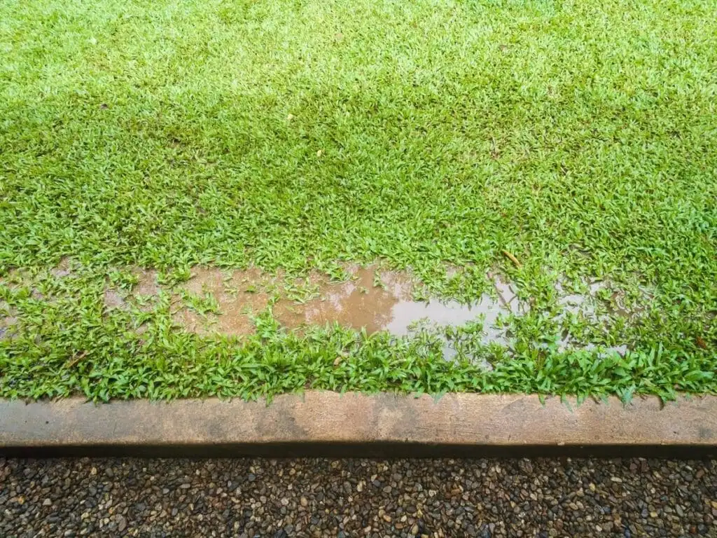 A sprinkler head running in a pooled lawn area