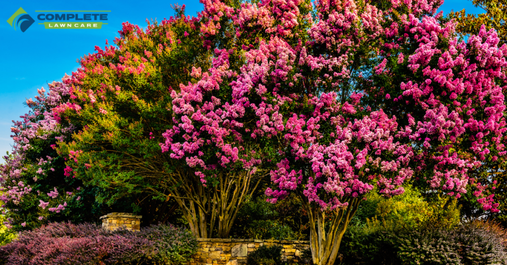 Crepe Myrtle Tree | Complete Lawn Care