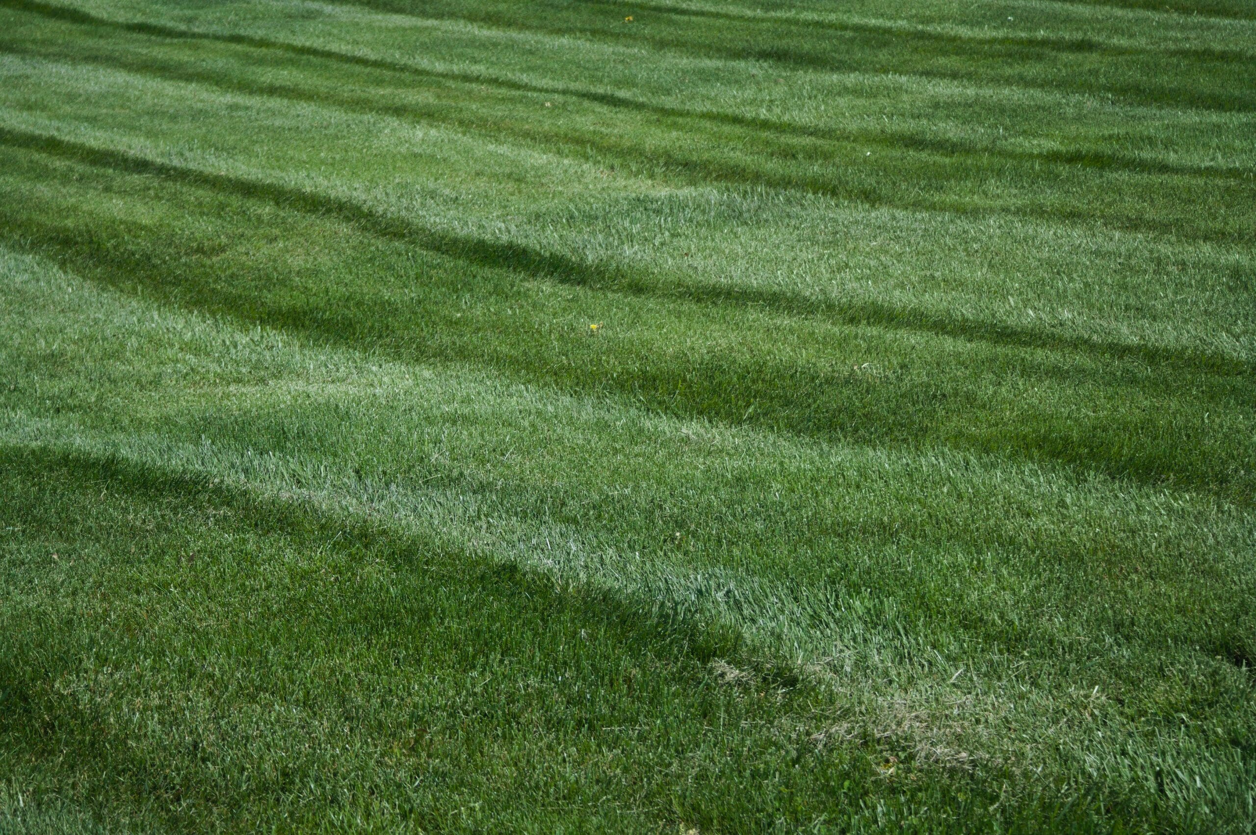 A healthy green Bermuda lawn maintained at the correct mowing height in the Tulsa metro